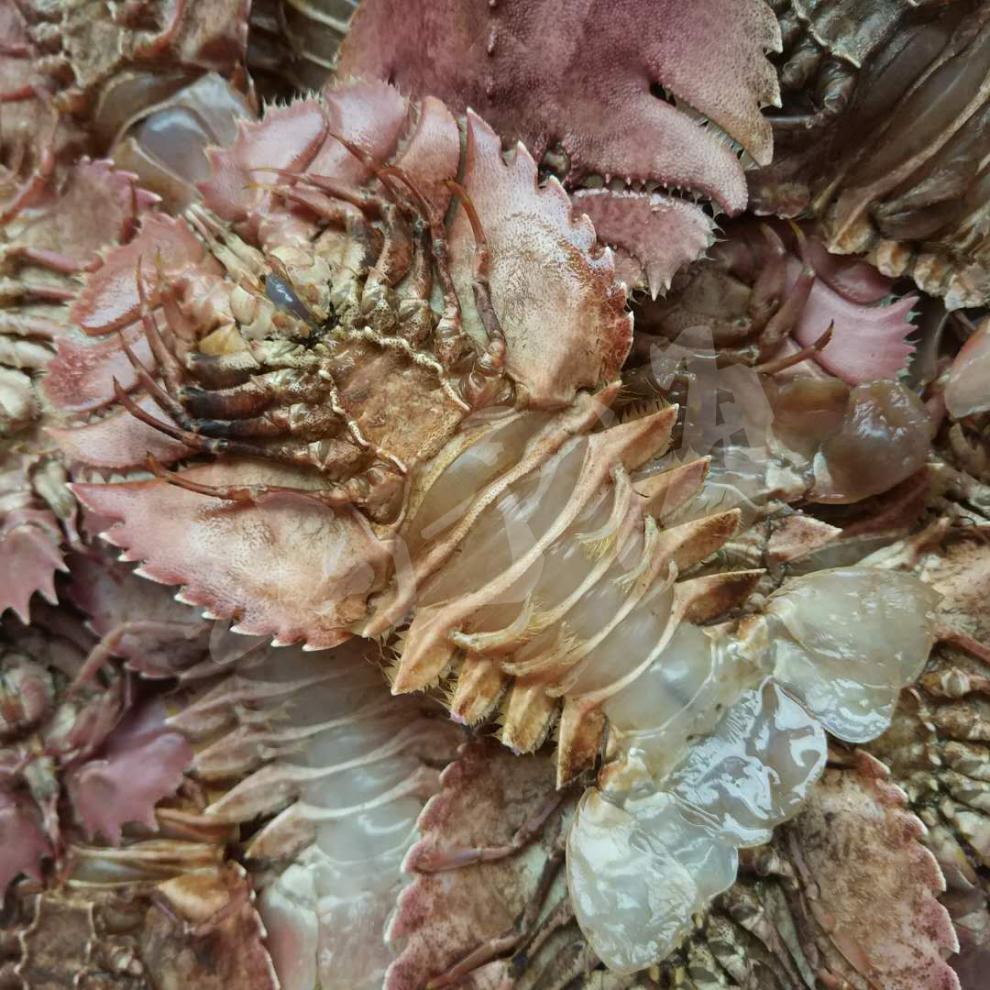 铭心野生琵琶虾九齿扇虾大号鲜活冷冻新鲜冷冻虾姑排犀牛虾毛缘扇虾45