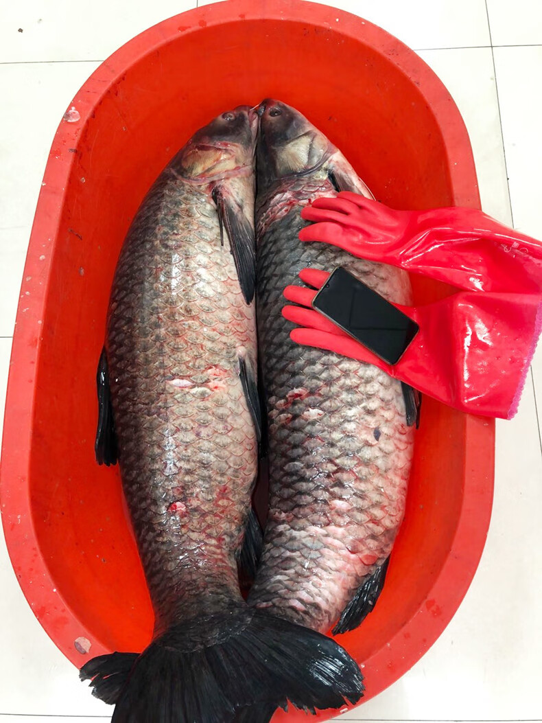 凸农草鱼鲜活 大 新鲜 活鱼混子草根鱼淡水鱼脆肉顺