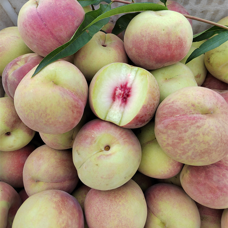 青州蜜桃山东冬雪蜜桃青州密毛冬雪小冬秋桃子现摘新水大离红核新鲜果
