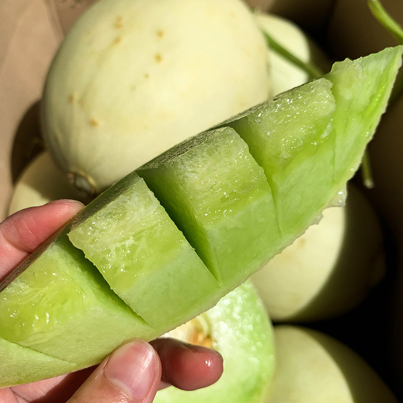 上海南汇玉菇甜瓜新鲜水果绿肉哈蜜瓜香瓜玉姑当季1个装