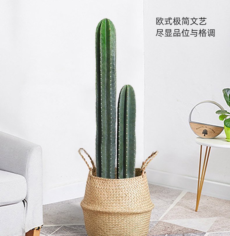 盆栽仙人柱龙凤柱仙人掌北欧客厅办公室绿植多肉植物12m单头量天尺