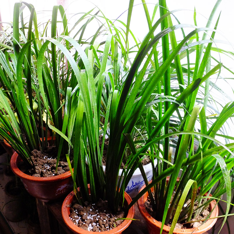 随手香 茴香菖蒲盆栽 三萘叶山萘苗 绿植造景锋霸 五香根带嫩芽 7苗头