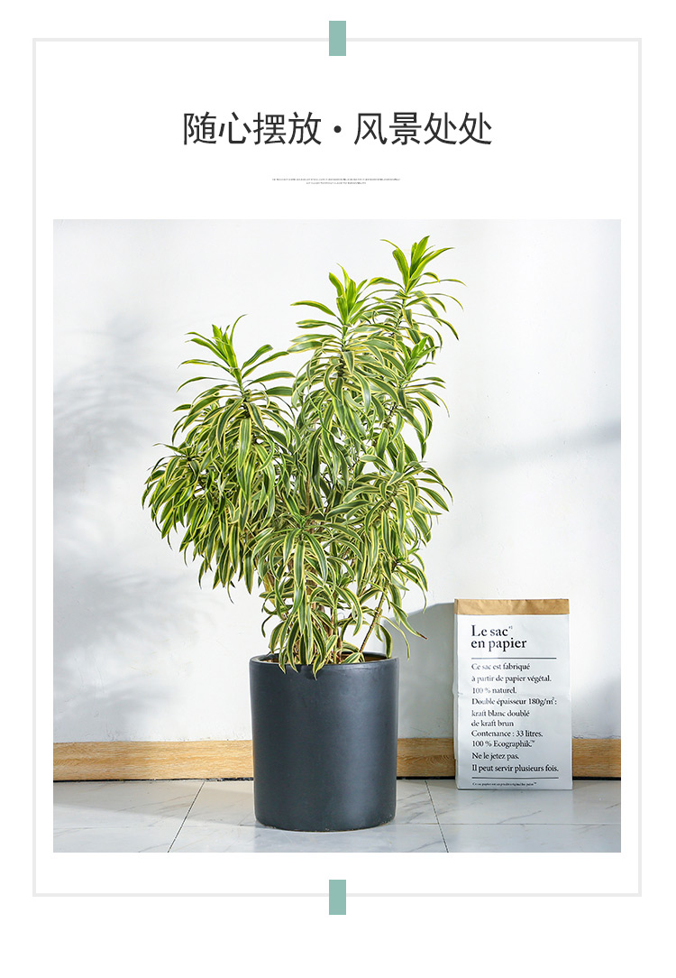 金边百合竹盆栽 室内外大型植物阳台客厅富贵绿植金心百合竹 高150