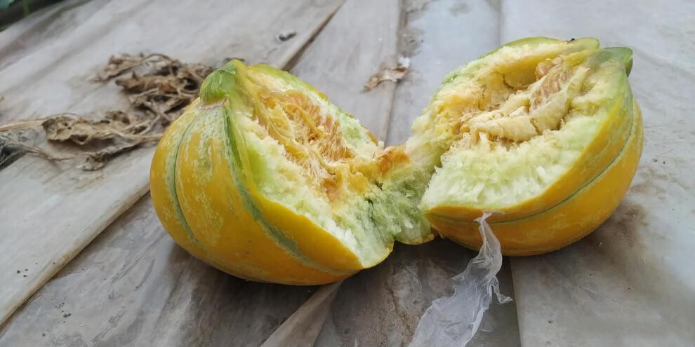 顺丰直达山东老面瓜黄皮面瓜黑皮面瓜香瓜老年人瓜果低糖瓜成熟采摘三