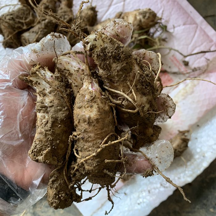 鲜玄参种/苦参种子种苗苦玄参/种/玄参种植可以食用块茎/现挖发货