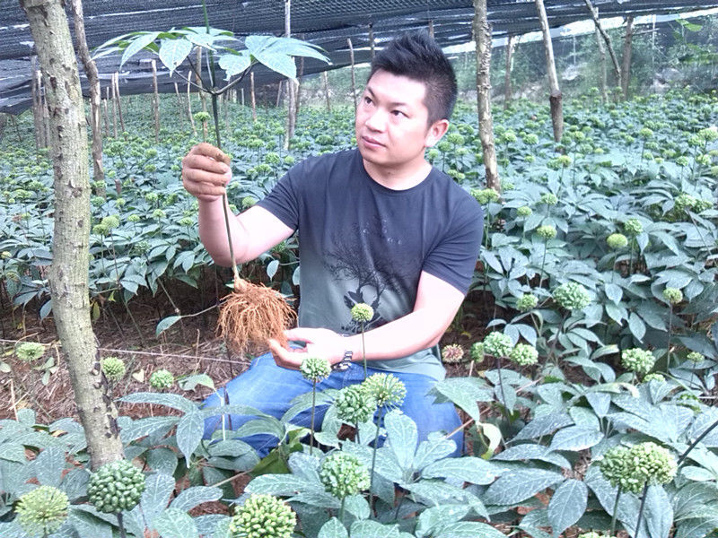 正宗云南文山1年生三七苗2年三七田七苗幼苗药材苗三七种子苗 一年活