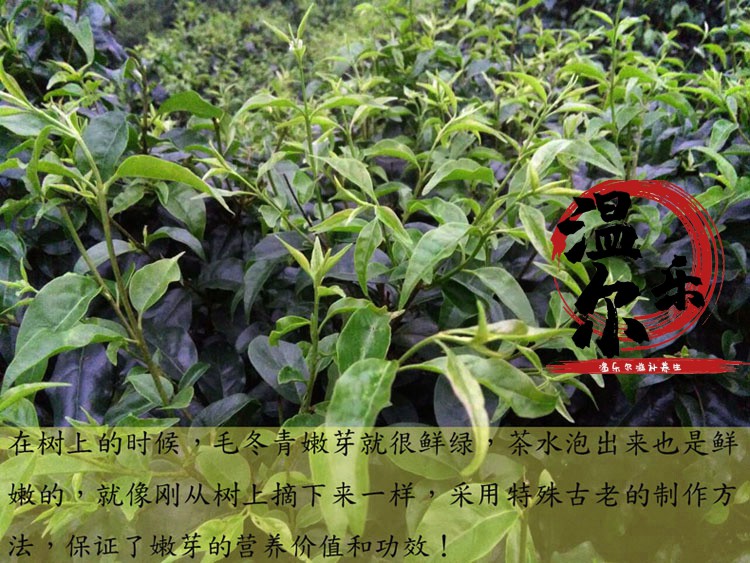 毛冬青嫩芽茶毛冬青茶小叶苦丁茶青山绿水一级一斤益补萃