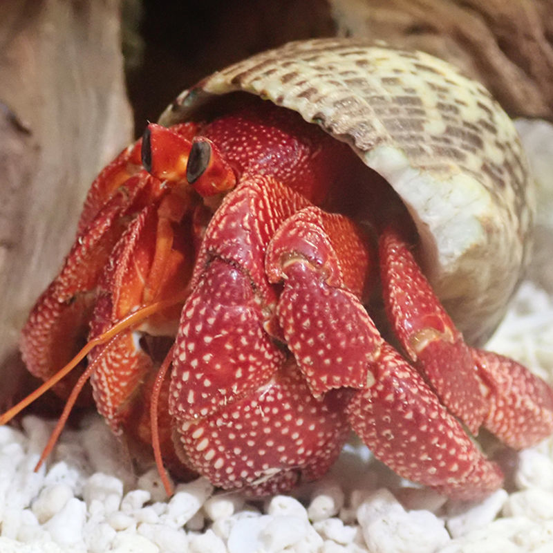 【京选推荐】陆生灰白短腕寄居蟹超大草莓观赏虾蟹懒人宠物蟹 草莓