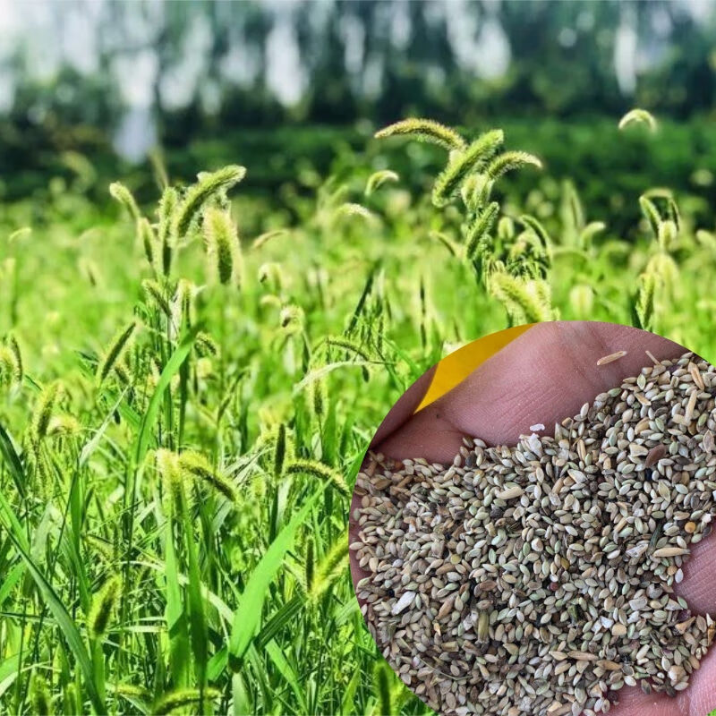 赤卉狗尾草种子旱地牧草杂草观赏型护坡狗尾巴草紫穗狼尾草种子芮草