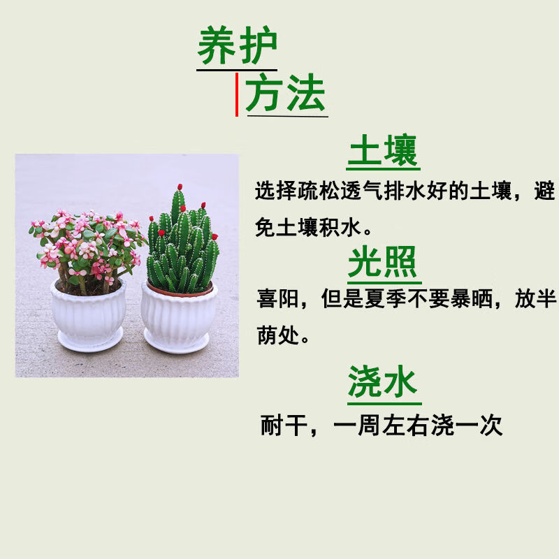 金玉玉叶多肉植物仙人掌室内盆栽客厅吸甲醛绿植花卉新手好养花草金玉