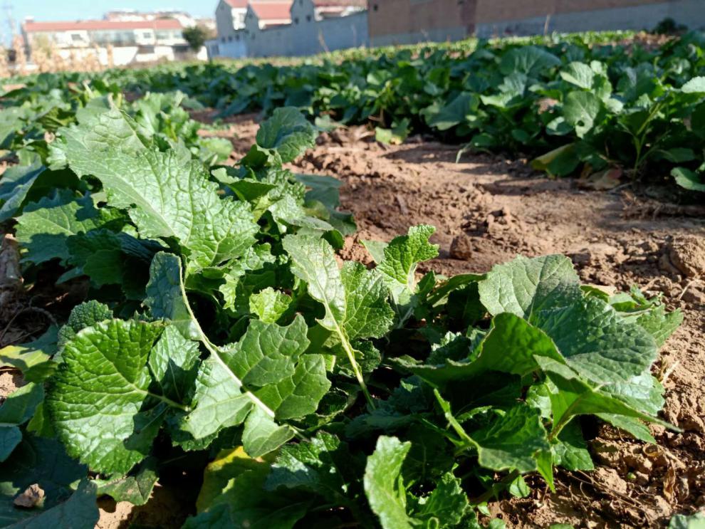 【现挖】新鲜黄蔓菁 旱地蔓菁 甜蔓菁 黄蔓菁 黄心芜菁疙瘩菜河北特色