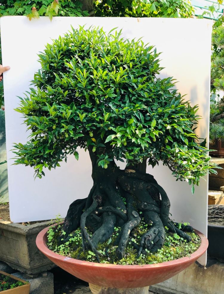 金弹子盆景盆栽观果金蛋子桩头连盆发货金弹子血红果花 1018 带盆栽好