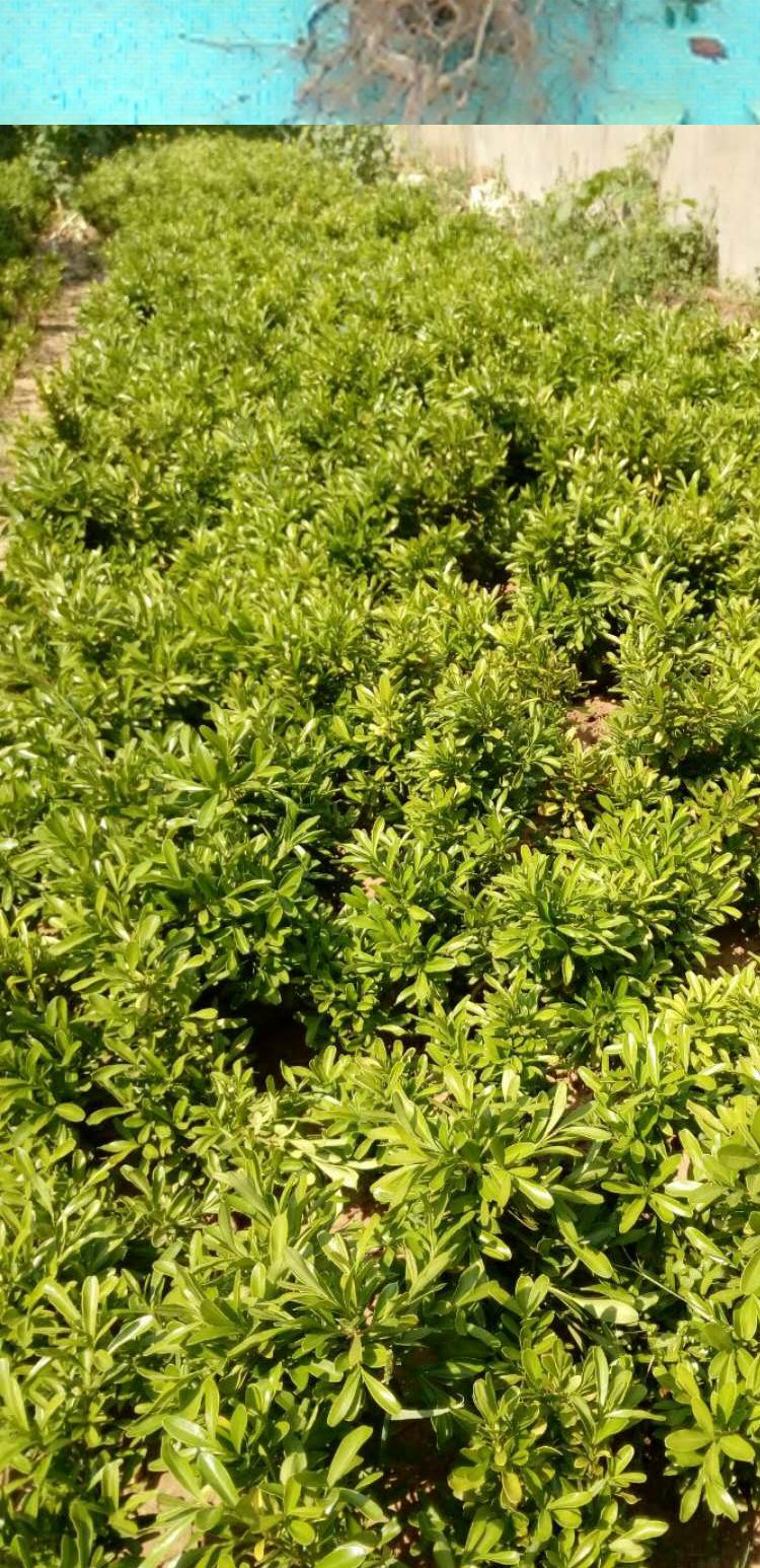 云中阁雀舌黄杨小苗 雀舌黄杨盆景 雀舌黄杨球 绿化苗木 15-20厘米高