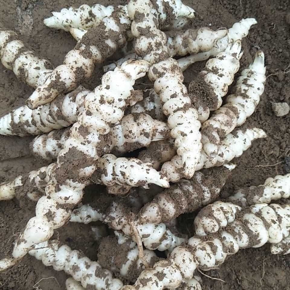 现挖新鲜螺丝菜宝塔菜地牯牛地环玉珠地葫芦甘露农家下饭菜泡菜1斤有