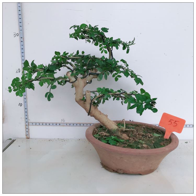 对节白蜡盆景微型盆景对节白腊对节白蜡老桩盆栽桌面绿植实物浅灰色