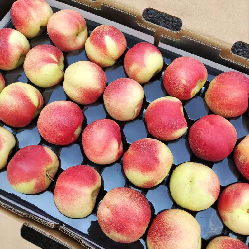 新疆珍珠枣油桃14颗新鲜水果离核枣蜜桃脆脆甜甜满口桃香纯甜油桃 14