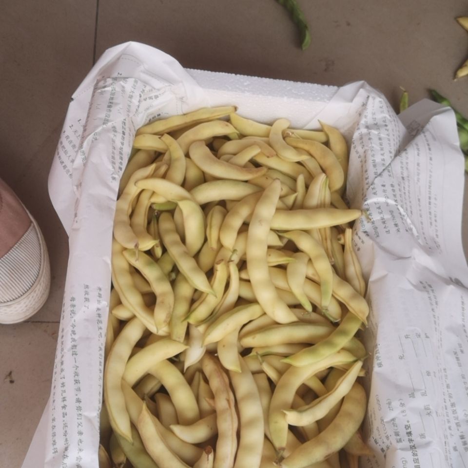 新鲜东北纯弯钩黄豆角,黄金钩,鼓豆豆角 现摘现发 坏果包赔 三斤装弯