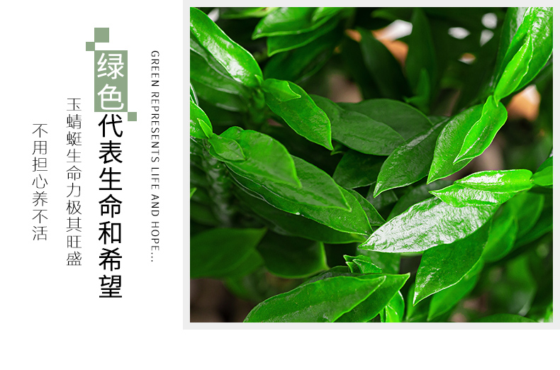 玉蜻蜓盆栽室内植物四季常青办公室好养绿植净化空气土球不含盆料含盆