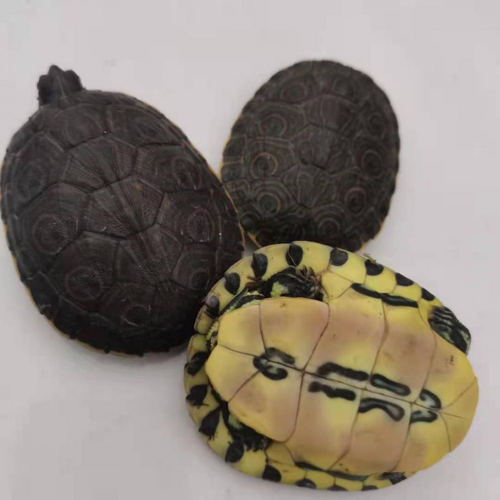 荣郁 乌龟活体中美彩龟大河甜甜圈尼加拉瓜彩龟观赏龟深水龟宠物龟 8