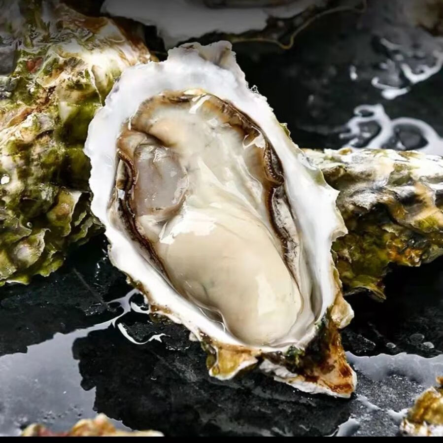 顺丰日照生蚝新鲜特大生蚝海蛎子牡蛎海鲜贝类水产5包开蚝工具三件套