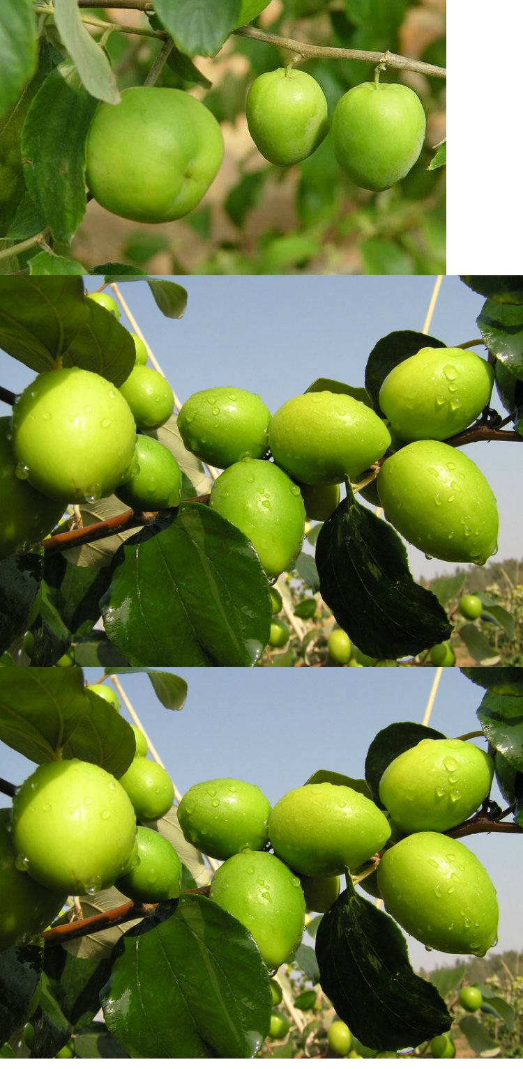 枣树嫁接苗牛奶大青枣树苗特大南方盆栽地栽青枣苗当年结果 大青枣