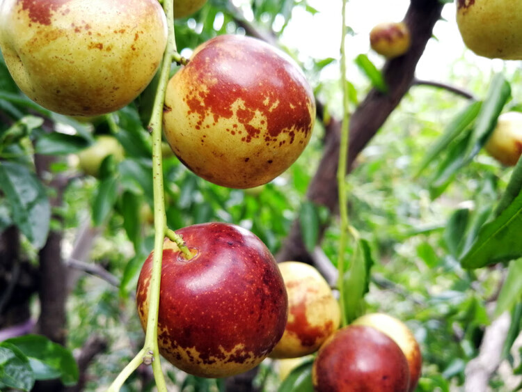 酥姿 沾化短枝二代冬枣皮薄脆甜无渣3斤/5斤个大露天大冬枣 2500g