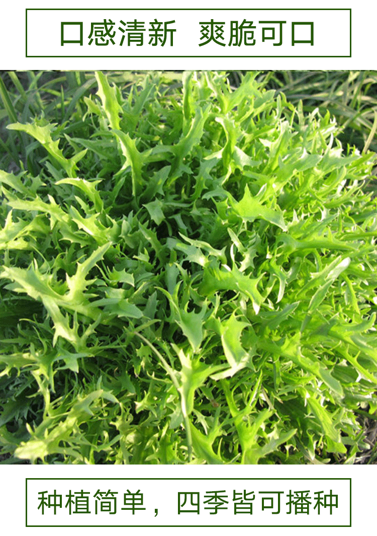 细叶苦菊10克×3袋【图片 价格 品牌 报价】-京东