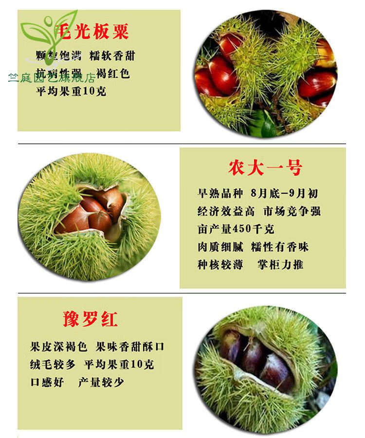 板栗树苗当年结果大红袍板栗苗南北方种植特大高产板栗嫁接苗板栗苗