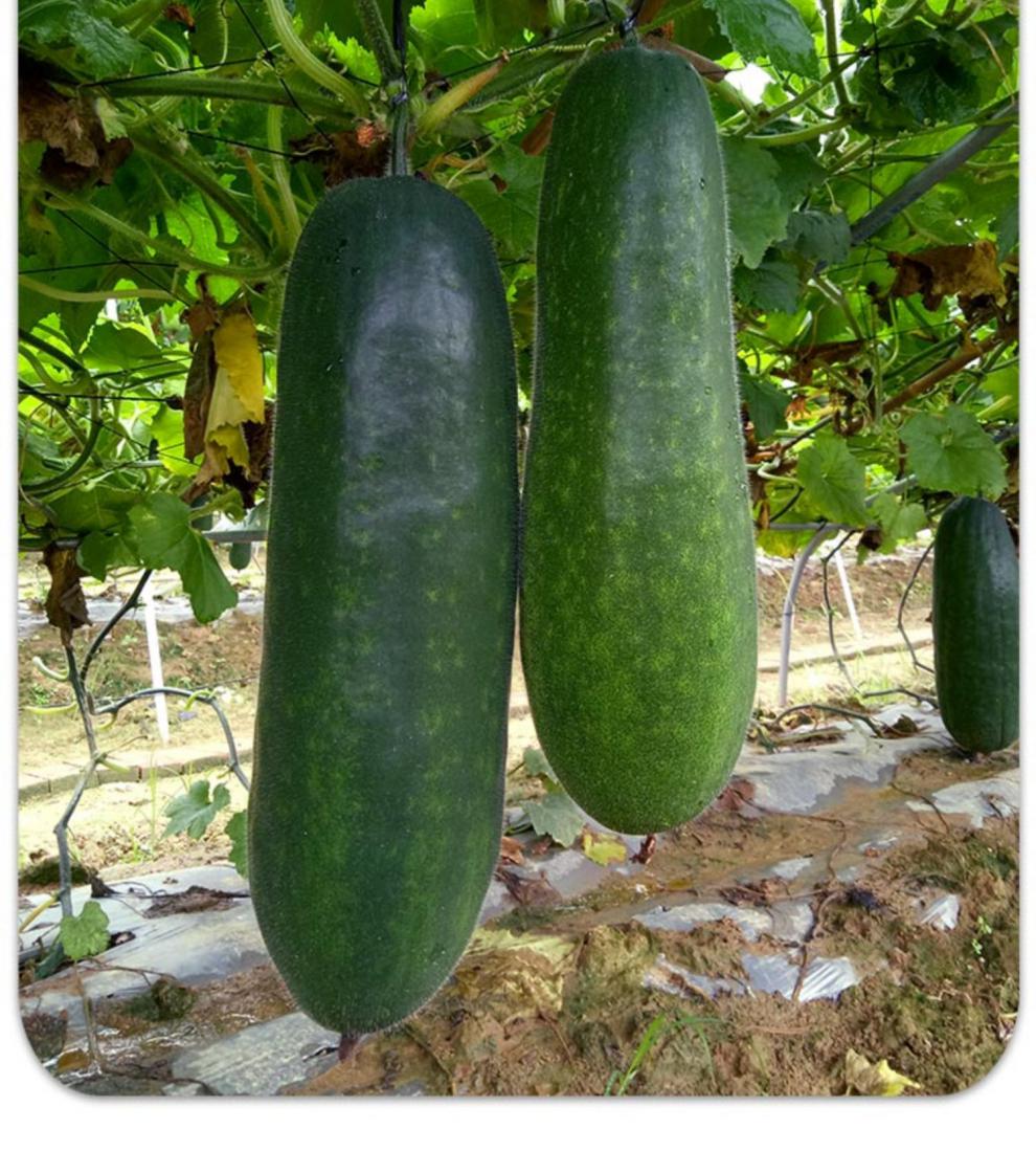 和利农正源黑将军广东黑皮冬瓜种子巨型大冬瓜种籽东瓜蔬菜种孑和利农