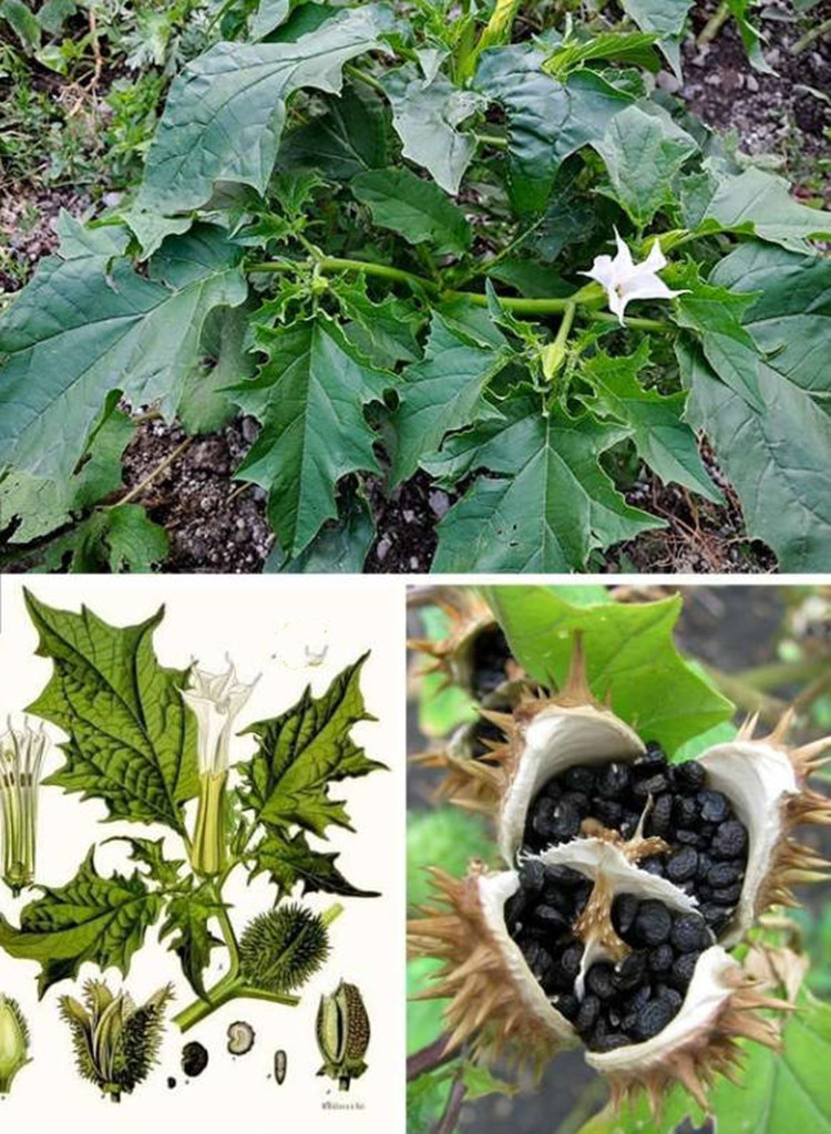 野生曼陀罗花种子白花曼陀罗种籽庭院盆栽 散装花卉四季醉心花 曼陀罗