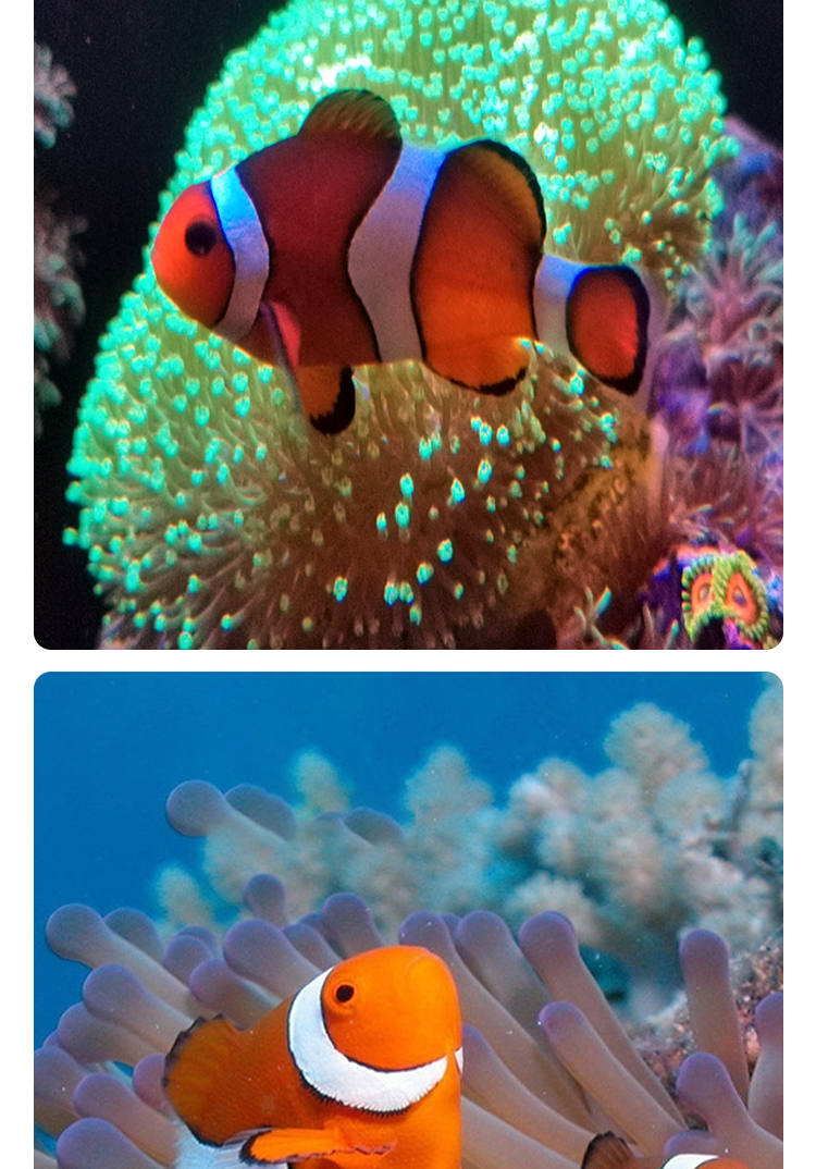 海水鱼海水生物海鱼活体人工小丑鱼公子小丑尼莫人工黑冰小丑鱼335cm