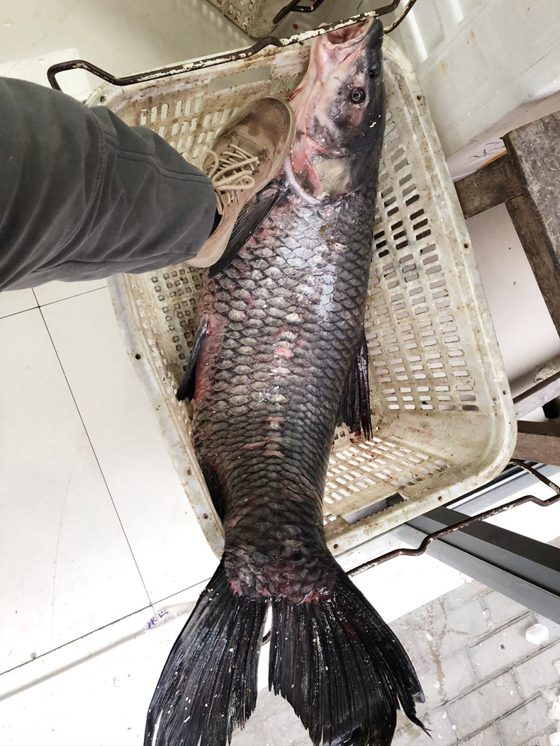 凸农草鱼鲜活 大 新鲜 活鱼混子草根鱼淡水鱼脆肉顺