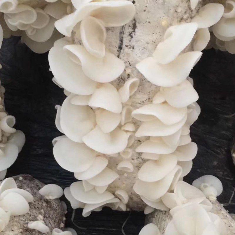 玉木耳干货湖南特色辣椒炒肉食材脆白嫩小碗东北产无根兔耳菌