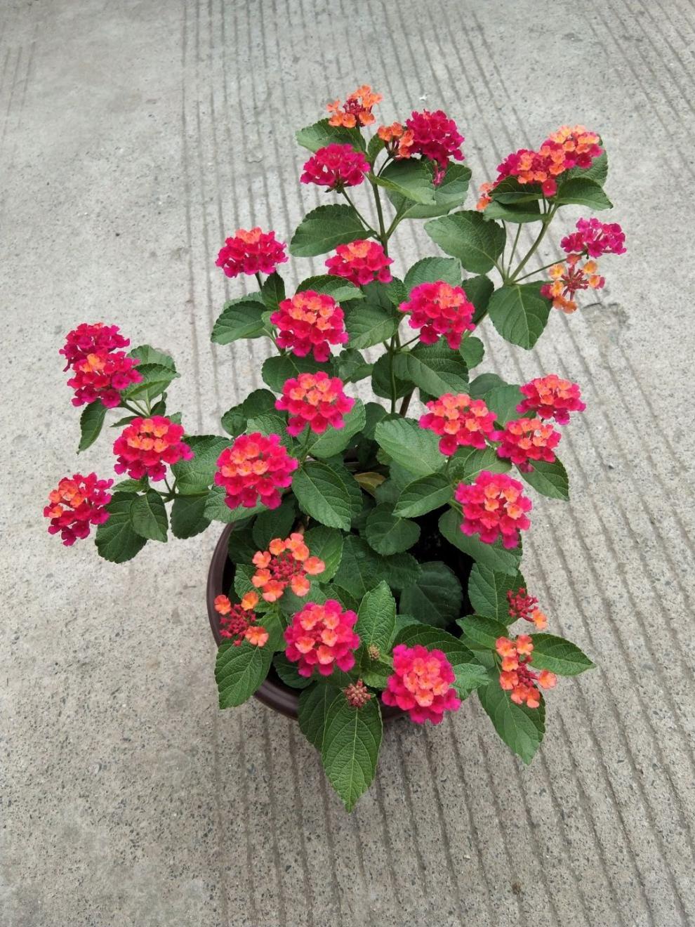 适用空间:庭院品种:五色梅货号:202131019701411137商品产地:中国大陆