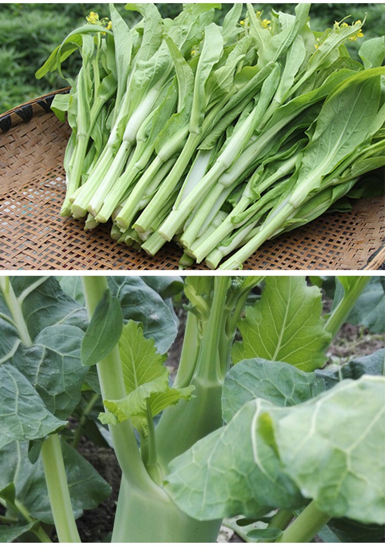 四季迟甜菜心广东连州增城菜心红菜苔春菜蔬菜种子多枝多芽菜种籽 10