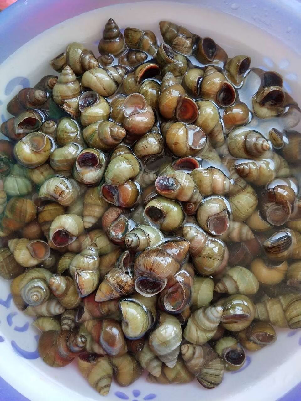 微山湖田螺鲜活螺丝活体现捞现发包活螺狮生鲜四斤