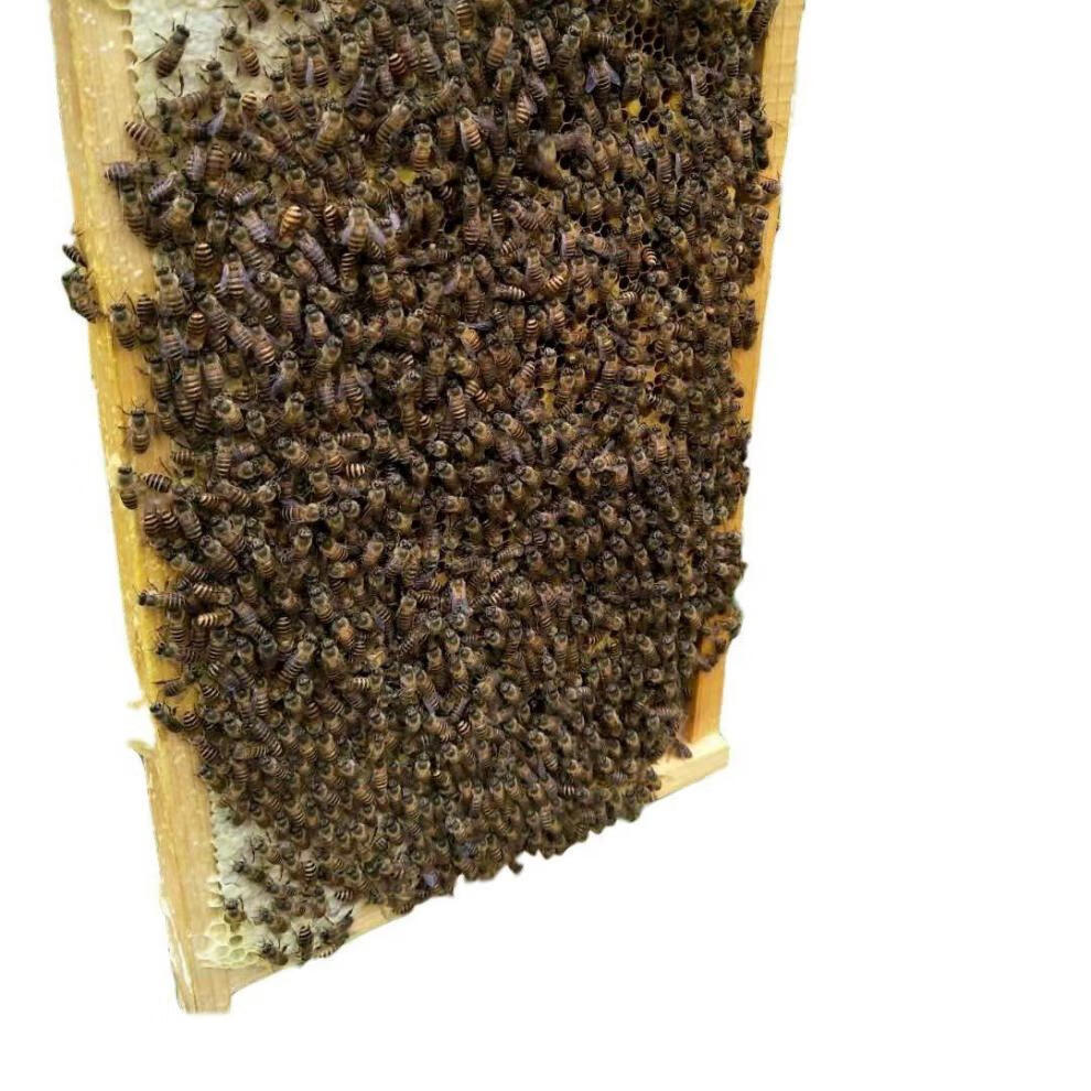 中蜂蜂王种王高产蜜蜂王土蜂王活体产卵王双色阿坝新产王黑王 阿坝新