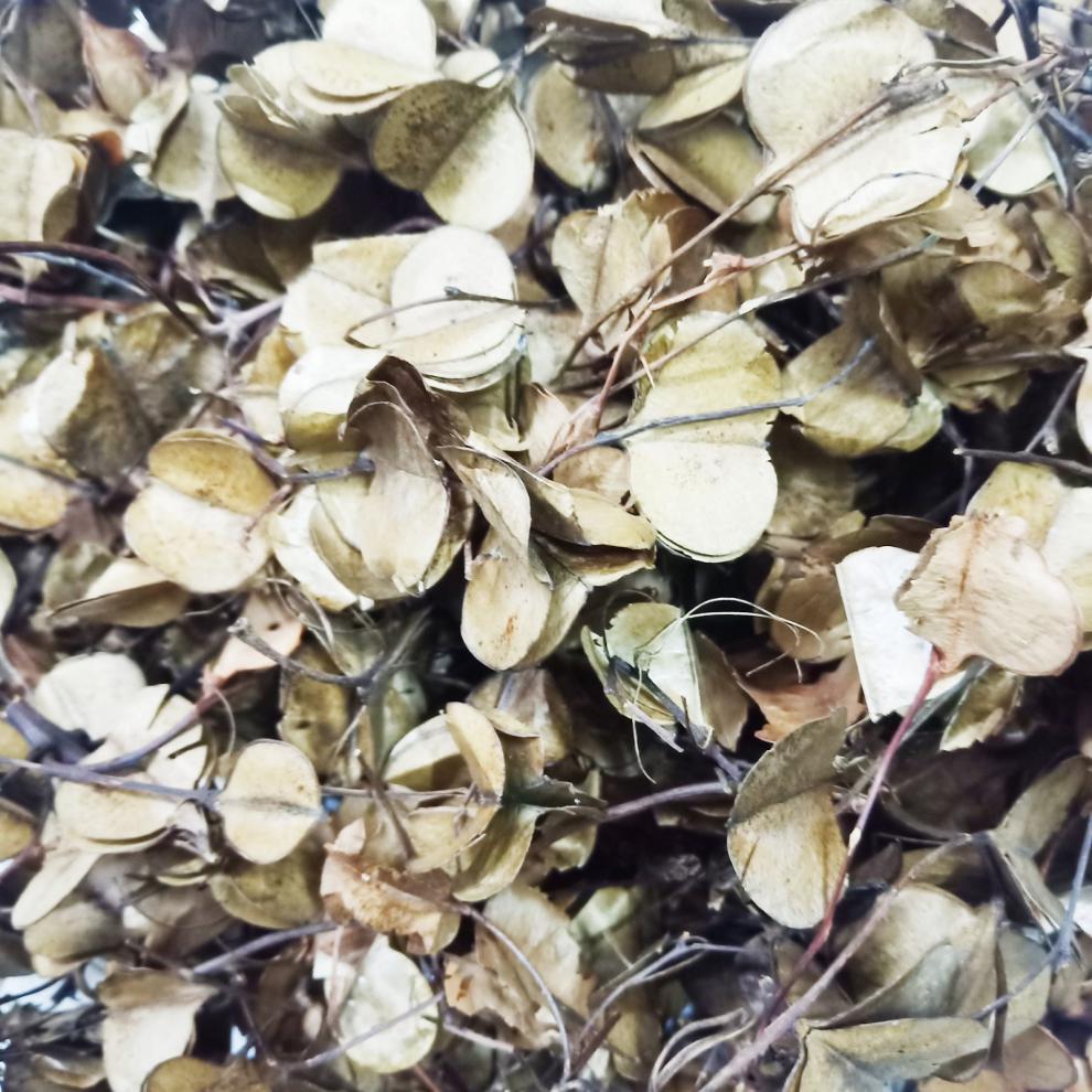 中药原材野外生风车叶车儿风吹叶子耳响有异音风车子风车叶250克杞里