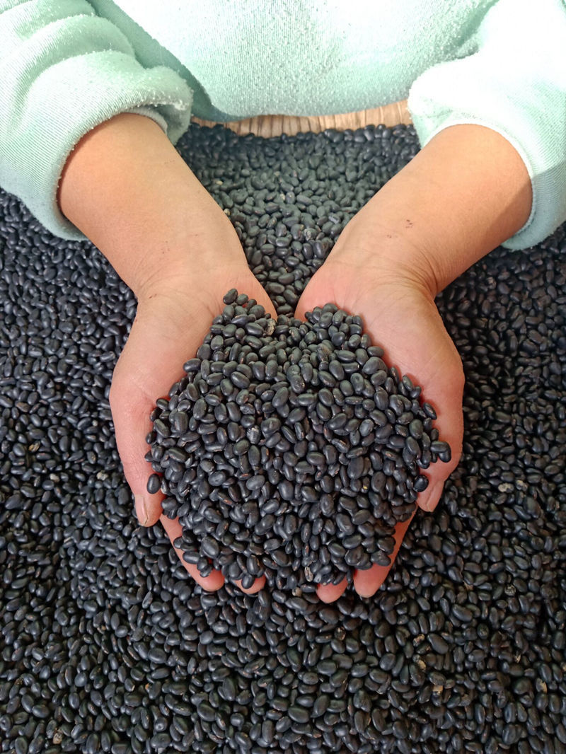 发豆芽生豆芽专用黑豆黄芯扁形小黑豆豆芽农家黄豆打豆浆1斤3斤包装非