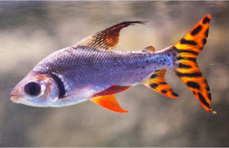 秋颖热带观赏鱼直纹飞凤鱼苗活体金凤银凤泰国鲫中层吃垃圾鱼龙鱼配鱼