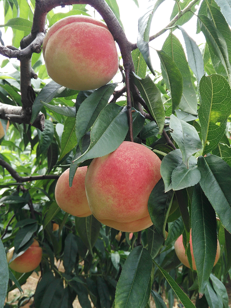 山东正宗肥城桃子新鲜现摘现发6个装超大水蜜桃脆甜佛桃肥城肥桃 5斤