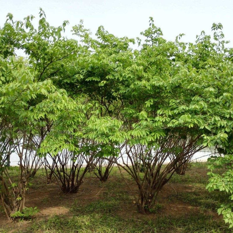 金银木树苗植物庭院风景绿化树苗忍冬科植物四季种植金银木苗忍冬