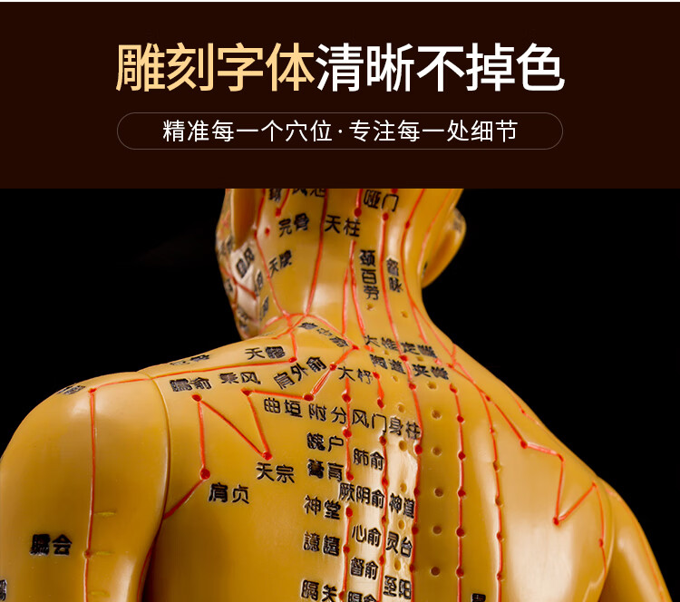 针灸练针模型针灸穴位人体模型中医教学全身高清经络图人模硅胶推拿小
