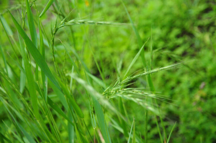 无芒雀麦种子披碱草碱茅草紫羊茅四季种养牛红豆草碱草羊草种子楚风汉