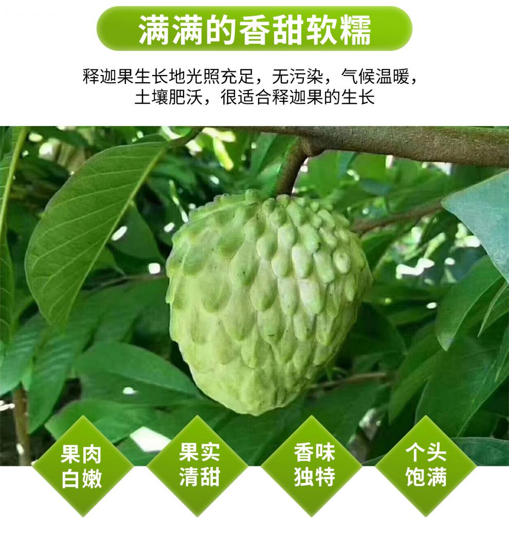 攀枝花牛奶释迦果应季新鲜孕妇水果番荔枝佛头果释迦摩尼大果3斤大果