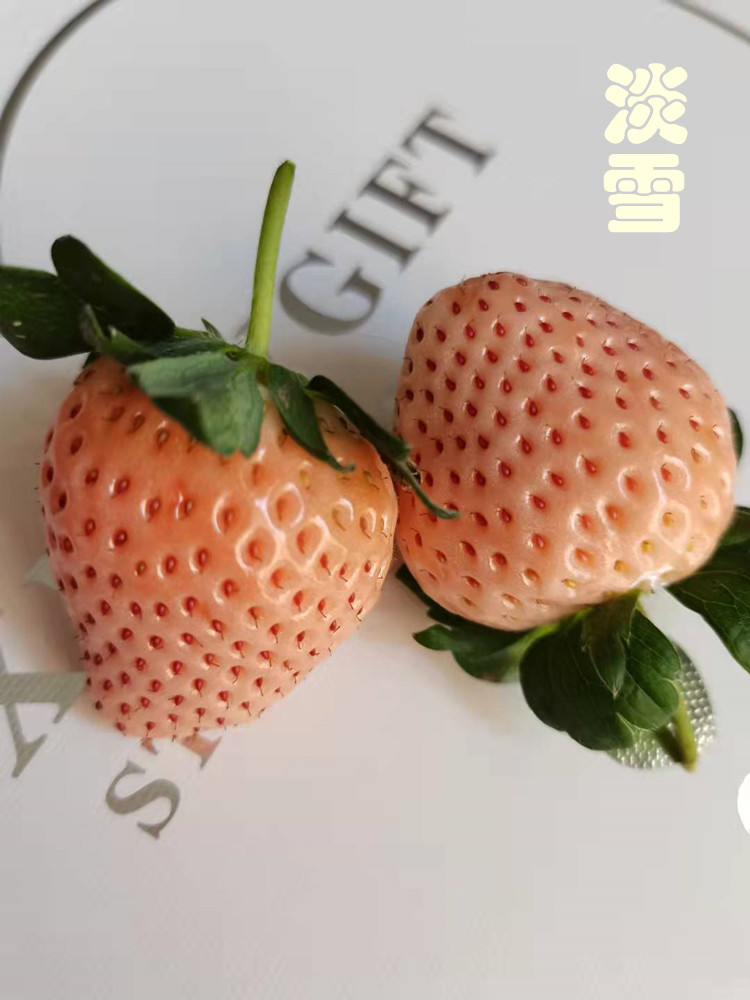 正宗淡雪草莓日本天使当季白雪公主京郊小白草莓礼盒孕妇水果顺丰500g