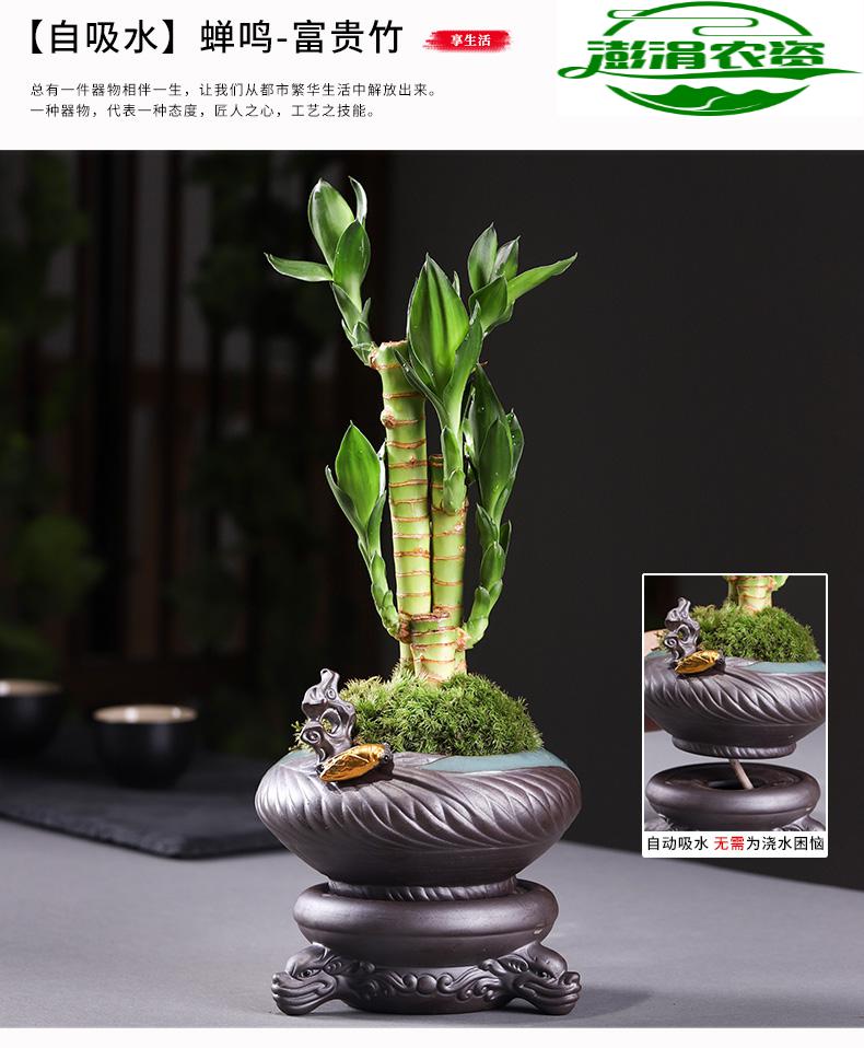 水培植物荷花竹水养盆栽室内花卉绿植文昌竹风水鱼七秒储水底座磨砂白