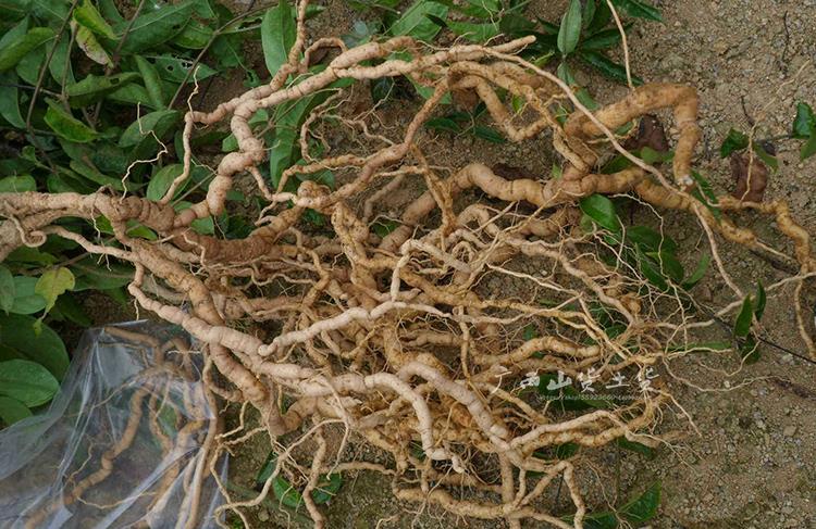 广西野生巴戟天 抽芯老巴戟肉 煲汤泡酒料 滋补鸡肠风干货 巴戟天100