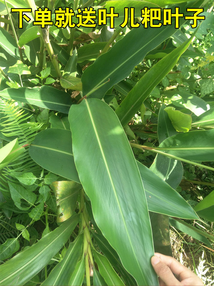 四川宜宾特产筠连陈记叶儿粑粉猪儿粑粉磕粉汤圆粉传统水磨叶儿粑叶子