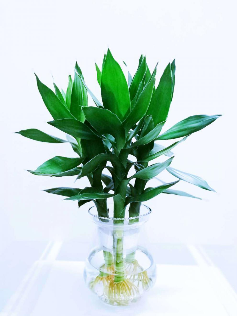 精选现发水培观音竹绿植盆栽富贵竹莲花竹水养长青植物室内客厅净化